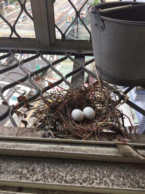 家裡有鳥築巢 風水|【家裡有鳥築巢】鳥巢報喜！1個跡象代表家宅運勢大。